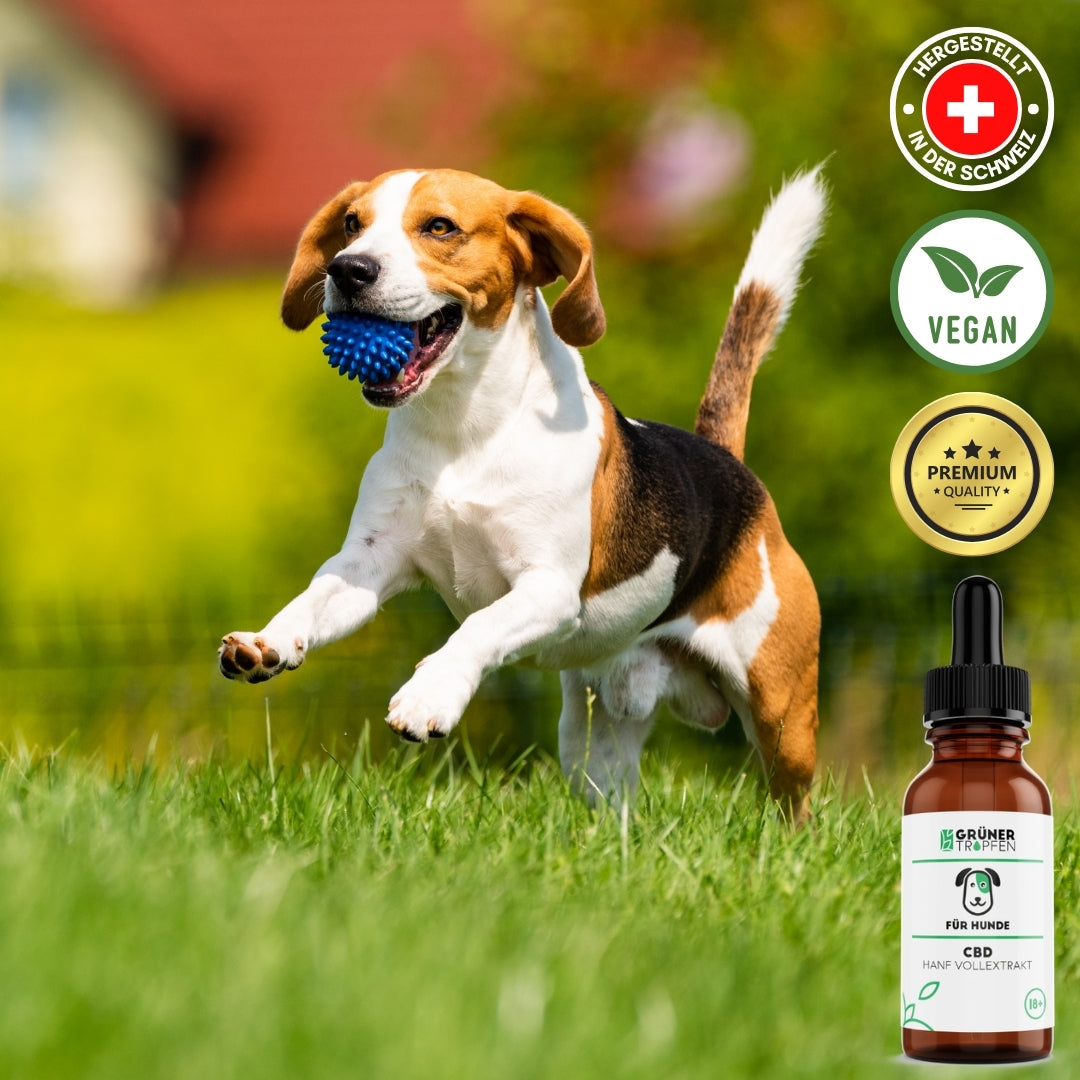 10% CBD Tropfen für Hunde