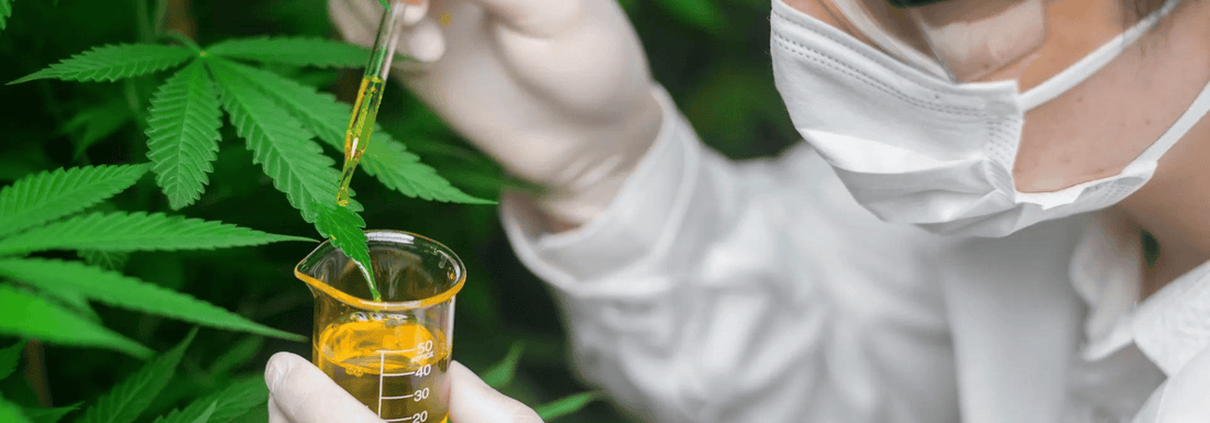CBD-Öle Vollspektrum mit der Aufnahme im Körper